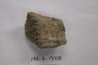 藏品(珊瑚化石)的圖片